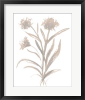 Framed Beige Herb II