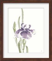 Framed Japanese Iris II Purple Crop