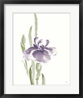 Framed Japanese Iris II Purple Crop