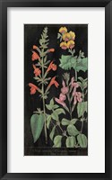 Salvia Florals I on Black Framed Print