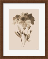 Framed Sepia Botanical I