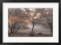 Framed Spring Bushes