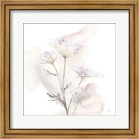 Framed 'Queen Annes Lace VI' border=