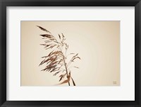 Summer Reeds III Framed Print
