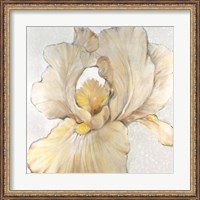 Framed Iris Cream I