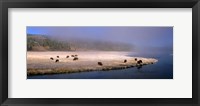 Framed Bison Along the Firehole