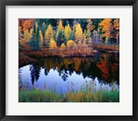 Framed Tamarack Reflections