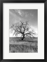 Framed Coastal Oak Series No. 12