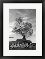 Framed Coastal Oak Series No. 2