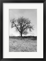 Framed Coastal Oak Series No. 30