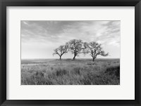 Framed Coastal Oak Series No. 40
