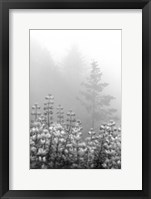 Framed Coastal Oak Series No. 53