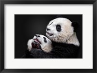 Framed Pandas