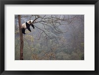 Framed Lazy Panda