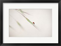 Framed Ladybug