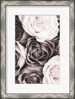 Framed Roses 2