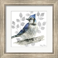 Framed 'Backyard Birds I-Blue Jay' border=