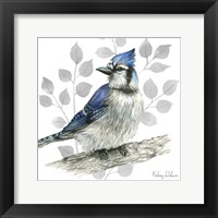 Backyard Birds I-Blue Jay Framed Print