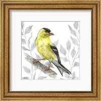 Framed 'Backyard Birds III-Goldfinch I' border=