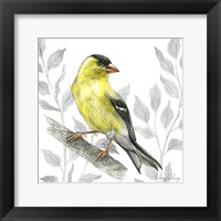 Framed Backyard Birds III-Goldfinch I