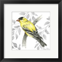 Framed 'Backyard Birds IV-Goldfinch II' border=