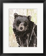 Pacific Coast Wildlife 4 Framed Print