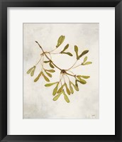 Maple Branch Framed Print