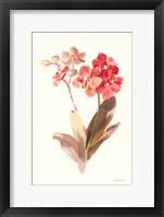Autumn Orchid II Framed Print