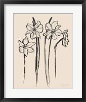 Framed Ink Sketch Daffodils