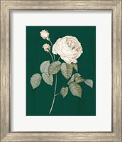 Framed White Roses on Green II