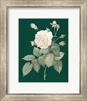 Framed White Roses on Green I