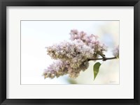 Pale Lilacs II Framed Print