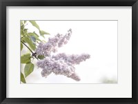 Framed Pale Lilacs I