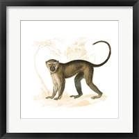 Framed Golden Monkey