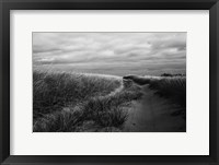 Framed Beach Grasses