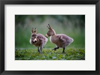 Framed Donkey Ducklings