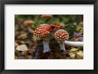 Framed Frogshroom