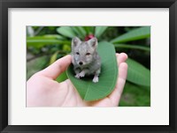 Framed Artic Foxmouse