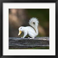 Framed Duckbilled Squirrel