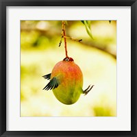 Framed Mangobird