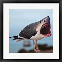 Framed Sharkgull