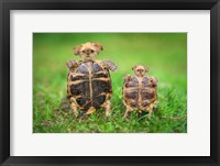 Framed Turtle Pups