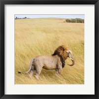 Framed Lionephant