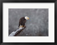 Framed Snow on the Skagit