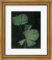 Framed 'Palm Botanical III Black' border=
