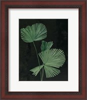 Framed 'Palm Botanical III Black' border=