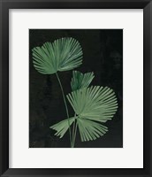 Palm Botanical III Black Framed Print
