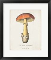 Framed Mushroom Study IV