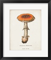 Framed Mushroom Study III