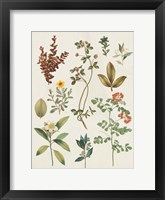 Framed Victorian Garden III Autumn Crop I